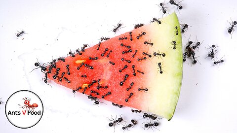 Ants vs Watermelon Time Lapse Short Version