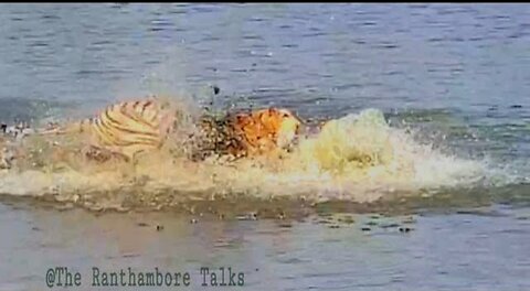 Viral video of tiger🐅killing turtle 🐢|| बाघ ने मारा कछुआ || Amazing 😍 video!!The Ranthambore Talks|