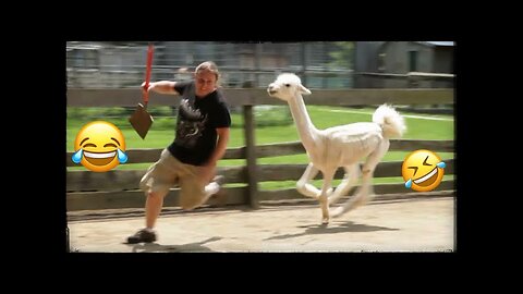 Funny Animals Scarring And Chasing People.