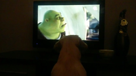 Golden Retriever puppy obsessed with 'Shrek' film