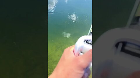 Warpig Lure In Clear Water
