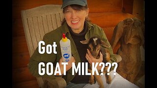 Bottle Feeding Kid Goats – How We Use Milk Replacer to Feed Our Baby Kid Goats at Our Homestead