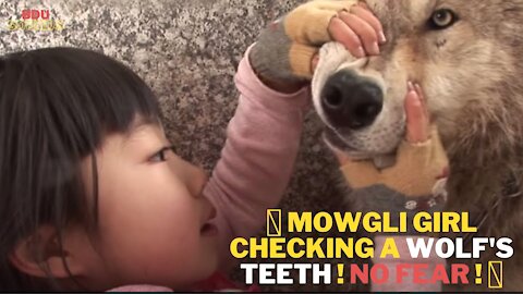 🐯 Mowgli Girl Checking A Wolf's Teeth ! NO FEAR ! 🐯