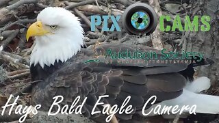 Pittsburgh Hays Bald Eagle Camera Live Stream - 3 FLEDGES!!!