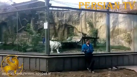 Funny animals to humans at zoo