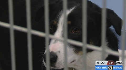 Board approves merger between Pottawatamie County Animal Shelter and Midlands Humane Society