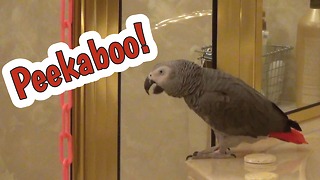 Parrot plays peekaboo with imaginary friend