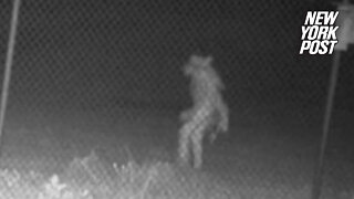Terrifying picture shows unidentified creature roaming Texas zoo