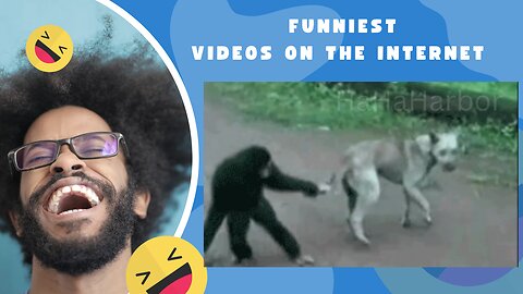 Monkey and Dogs Fight Movement Video for laughing 👌🤣🤣