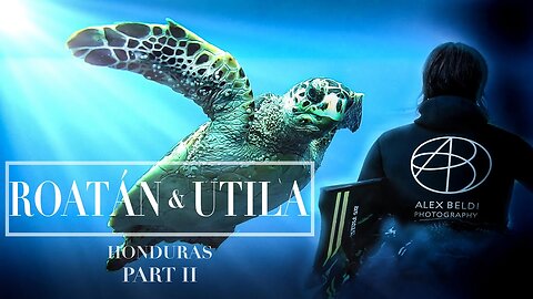 UTILA ISLAND HONDURAS | The Ocean, Wildlife & Freediving