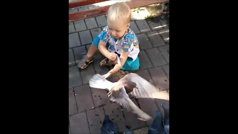 My two-year son caught a pigeon