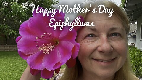 Mother’s Day Epiphyllums