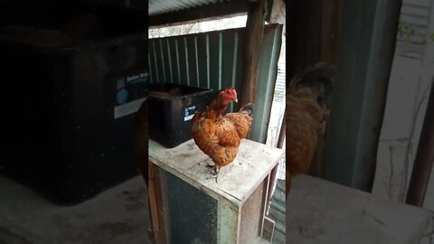 Chook chook doing her egg song