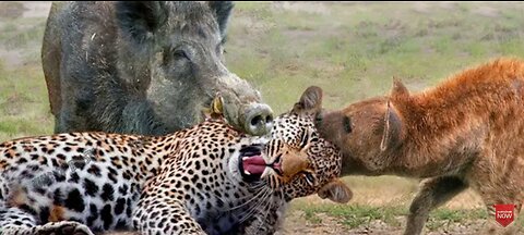 Most Amazing Moments Of Wild Animals 2023