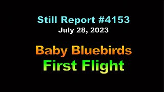 4153, Baby Bluebirds Leave the Nest, 4153