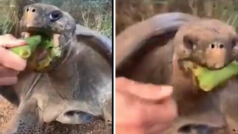 Big tortoise doesn't like his food held