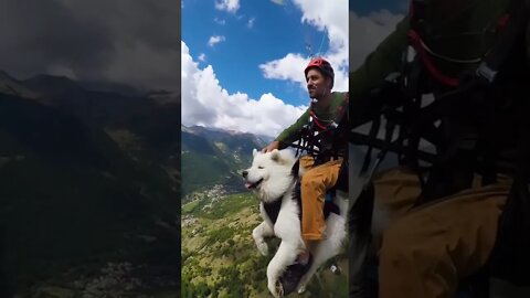 Paragliding above the French mountains #shorts