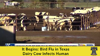 It Begins: Bird Flu in Texas Dairy Cow Infects Human