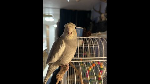 Homemade driftwood perches