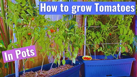 How to easily grow Tomatoes in a Pot / Container with great results