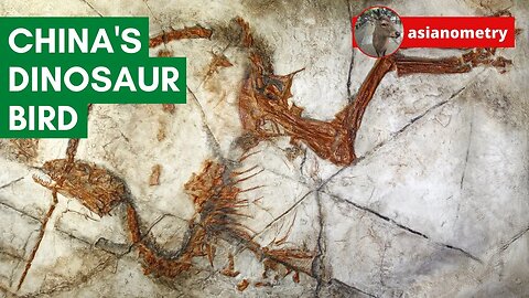 The Dinosaur Birds of China