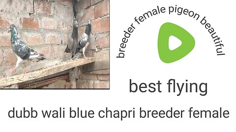Chapri blue dubb wali pairpigeon beautiful