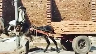 How To Unload Bricks From Donkey Cart Quickly