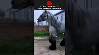 cavalo gigante e caro