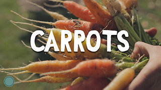 How to Grow ~ Carrots