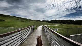 Horse Jogging on Wooden Bridge Over a River 🐴