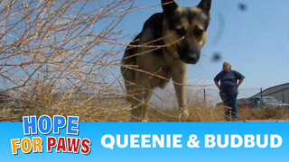 Queenie and Bud-Bud - dogs rescued from the airport (By Eldad Hagar)