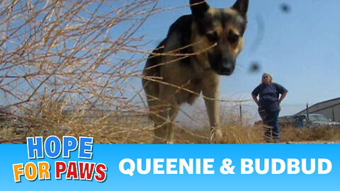 Queenie and Bud-Bud - dogs rescued from the airport (By Eldad Hagar)