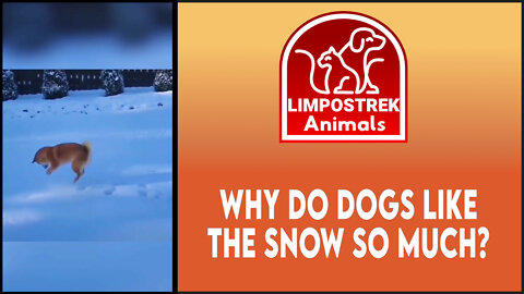 Why do dogs like the snow so much?