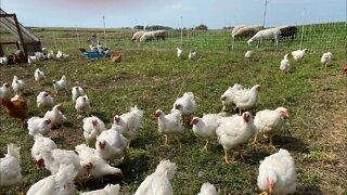 LIVE! Chicks and sheep and parasite resistance! Update from the Farm!