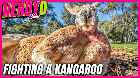 Kangaroo Survival Guide: NerdyD Thinks He Could Fight Kangaroo?