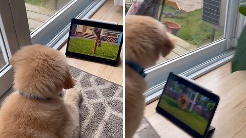Dog watching favorite cartoon sees real squirrel out of nowhere
