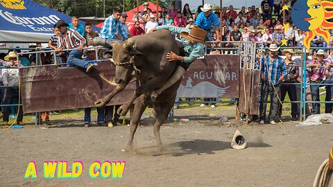 La vache qui fuit -hhhh😂😂😂