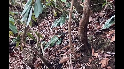 Timber Rattlesnake - Tray Mtn 1 - 11-27-22