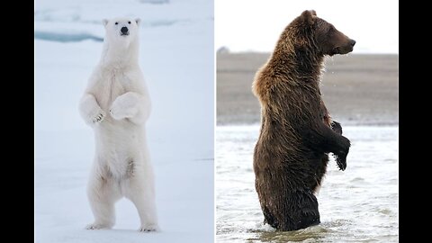 Slideshow tribute to Polar Bears, Black Bears grizzly bears 🐻 .