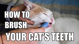 How to brush your cat's teeth