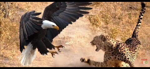 When Eagles Attack: Nature's Fiercest Moments"