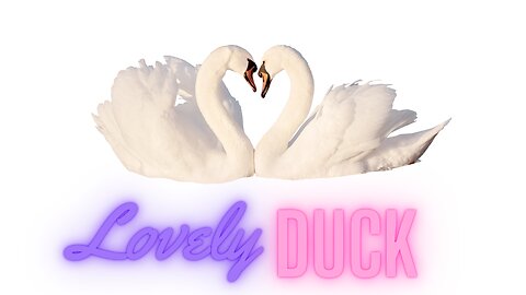 HD Duck Footage | Swan | Ducking @animalvalley