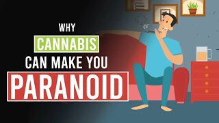Why Cannabis CAN Make you Paranoid!