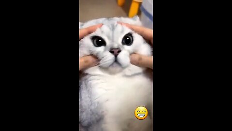 funny cat 🐈 reaction video