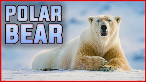 POLAR BEAR: THE ARCTIC'S DEADLIEST PREDATOR | ANIMALS | POLE | ARCTIC | WORLD | DISCOVERY