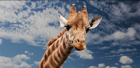 giraffe feeding on leaves