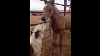 Sweet Pupper Is Busy Making Friends With Baby Horse