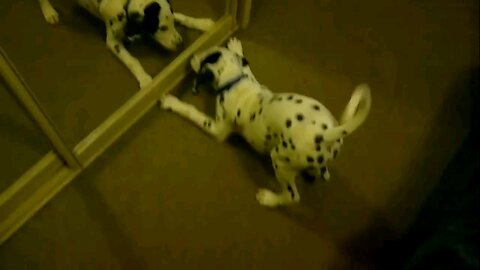 Dalmation Dog Plays With Reflection! #Dogs #Funny Videos