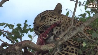 Female Leopard Finishing A Meal (Presented By RebelReloaded)