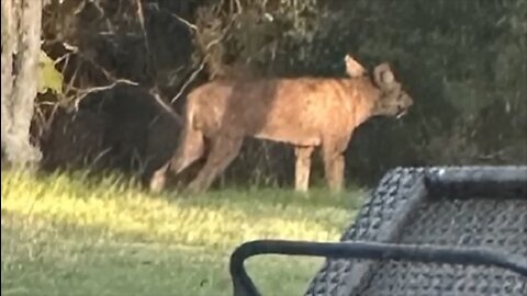 Mystery Creature Befuddles San Antonio Neighborhood